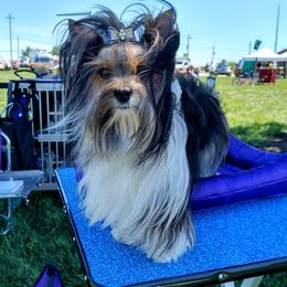 Jewel - Biewer Terrier