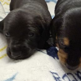 Dachshunds from Pam's Puppies