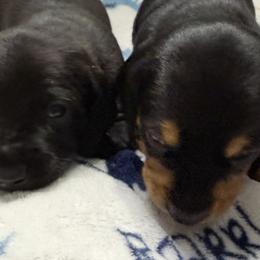 Dachshunds from Pam's Puppies