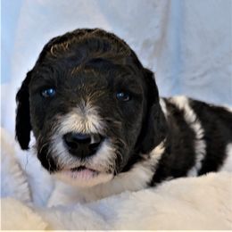 Poodle Puppies from Chapel Hill Poodles