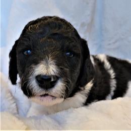 Poodle Puppies from Chapel Hill Poodles
