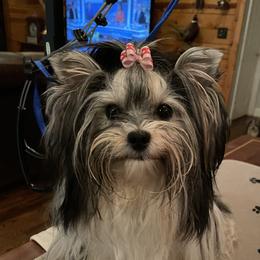 Ellie - Biewer Terrier