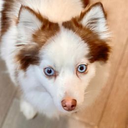 Ginny - Pomsky