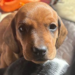 Stubz - Red male Dachshund puppy in Brownsville, California from Pine & Pasture Dachshunds