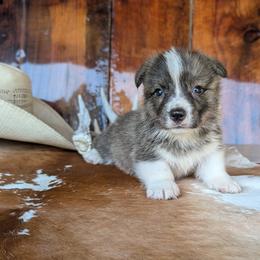 Frasier Crane - Brindle and white male American Corgi puppy in Shawnee, Oklahoma from Sunray Ranch