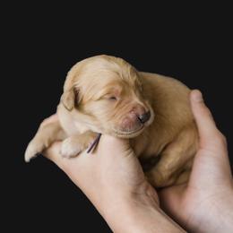 Girl 7 - female Golden Retriever puppy in Oregon from A Goldens First Love