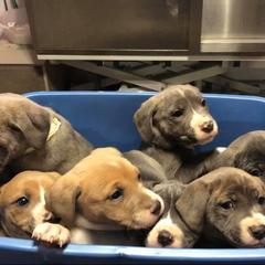 Mountain Cur Puppies from Walnut Ridge Mountain Curs