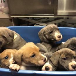 Mountain Cur Puppies from Walnut Ridge Mountain Curs