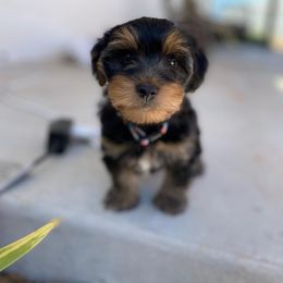 Assorted Doodle Crosses, Double Doodle, Maltipoo, Morkie, and Yorkipoo Puppies from Danza Bolo
