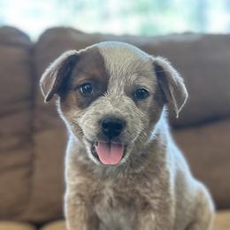 Australian Cattle Dog Puppies from Adcock Ranch Cattle Dogs