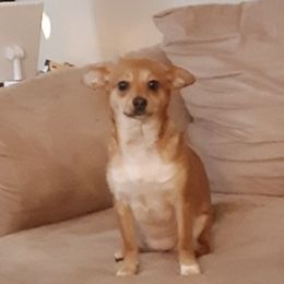 Chihuahuas from Linda's Chihuahua