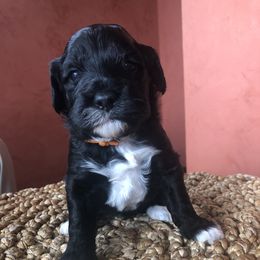 Portuguese Water Dog All Grown Up from Magellan Portuguese Water Dog