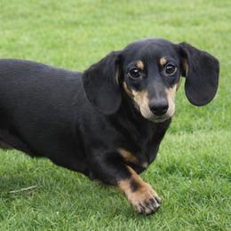 Hayley - Dachshund