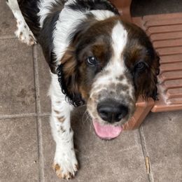 Gunner - English Springer Spaniel