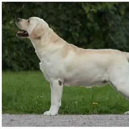 Labrador Retriever All Grown Up from Sandy Paws Labradors Maui