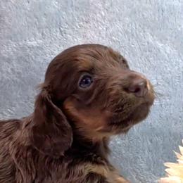 Girl 4 - Blue and tan female Dachshund puppy in Mt. Sterling, Illinois from Doxie Do's