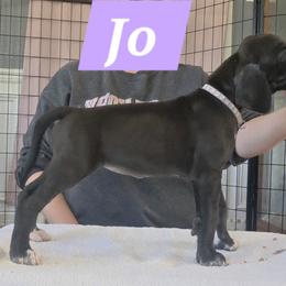 Jo - Black female Great Dane puppy in Longview, Texas from Lazy A Danes