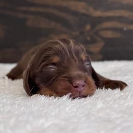 Bianca - Chocolate and tan female Dachshund puppy in Dothan, Alabama from Little House Pups
