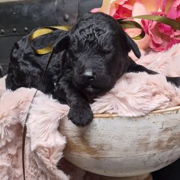 Jax - Phantom male Springerdoodle puppy in Fargo, North Dakota from Dakota SpringerDoodles