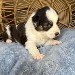 Holley - Black tri-color female Australian Shepherd puppy in Grants Pass, Oregon from Carmel Mountain Aussies