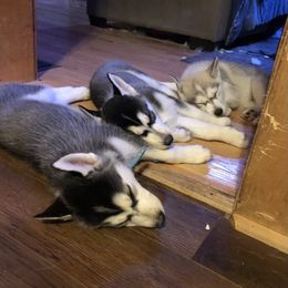 Siberian Husky Puppies from Blood Eagle Kennels