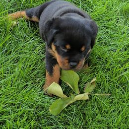 Rottweiler Puppies from Vom Peiffley Rottweilers, LLC