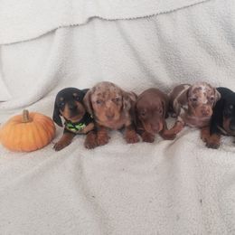Dachshund Puppies from C and j doxies