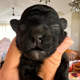 Sunnie - Silver female Poodle puppy in Hilo, Hawaii from Premium Teacup Puppy of Hawaii