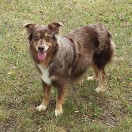 Miniature Australian Shepherd and Toy Australian Shepherd All Grown Up from Gamel’s Ausome Aussies
