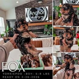 FOX- teddy bear - Yorkiepoo boy - Black and gold male Yorkipoo puppy in Pleasant View, Utah from Anchor Dogs