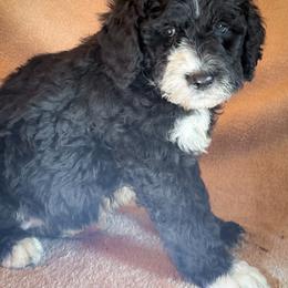 Tilley - Black and white female Bernedoodle puppy in Grant City, Missouri from Timberline Paws