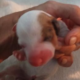 Mollie - Piebald female Dachshund puppy in Cedar Rapids, Iowa from Paulassillydogs
