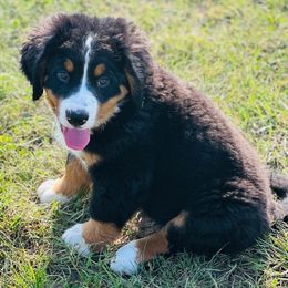 Bernese Mountain Dogs from Iron Heart Berners