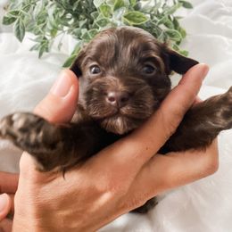 Cavapoo and Havapoo Puppies from Perfectly Playful Doodles