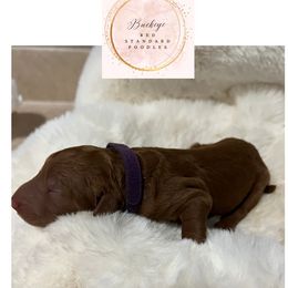 Dark Purple - Female - Red  female Poodle puppy in Lima, Ohio from Buckeye Red Standard Poodles