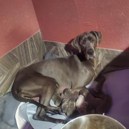 Ali - Great Dane