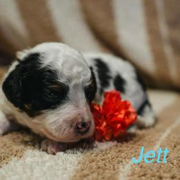Jett - Black and white male Bernedoodle puppy in Stuart, Oklahoma from G Ridge Kennels