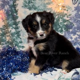 Miniature Australian Shepherd Puppies from Bear River Ranch LLC