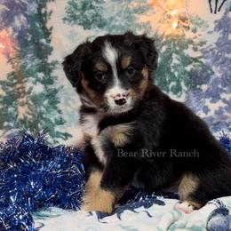 Miniature Australian Shepherd Puppies from Bear River Ranch LLC