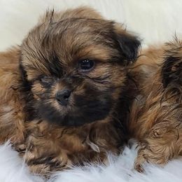 Shih Tzus from Bobbie's Pups