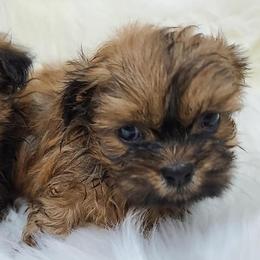 Shih Tzus from Bobbie's Pups