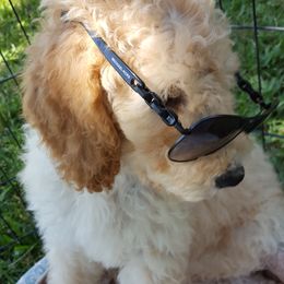 Goldendoodle and Poodle Puppies from The Doodle Patch