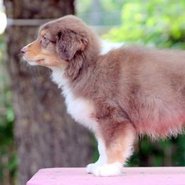 American Staffordshire Terrier and Australian Shepherd Puppies from Team Windtalker K9X