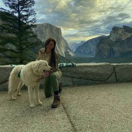 Great Pyrenees All Grown Up from The Yosemite Pyrenees Ranch