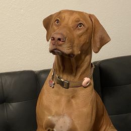 Rhodesian Ridgebacks from Alpine Ranch Ridgebacks