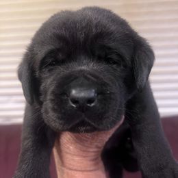 3rd Pick Black Male - Black male Labrador Retriever puppy in Louisiana from Fetchmoore’s Labrador Retrievers