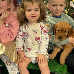 Golden Retrievers from STAT: Service Therapy Alert Training