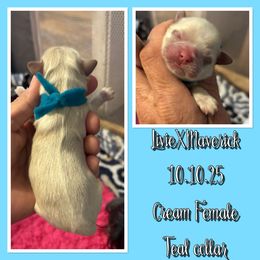 Teal collar - Cream and white female Shih Tzu puppy in Kosciusko, Mississippi from The Dog House LLC