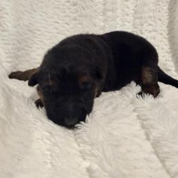 Boy 1 - Black and red male German Shepherd puppy in Watervliet, Michigan from Von Kingsburg Shepherds