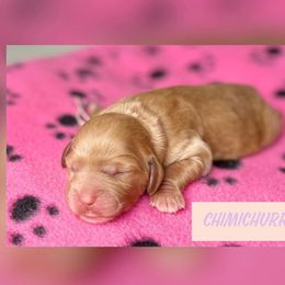 Chimichurri - Goldendoodle puppy in Bartow, Florida from Furever Doodles